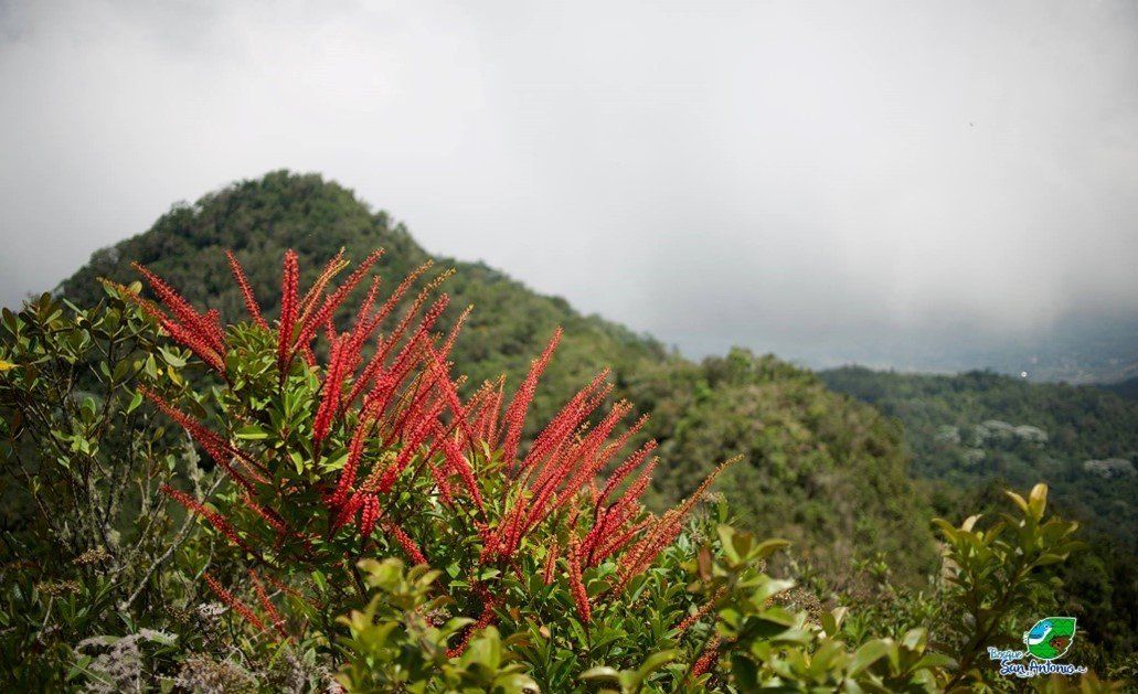 Custodios de la Biodiversidad: un llamado urgente para proteger el corazón verde de Colombia Proyecto CEPF