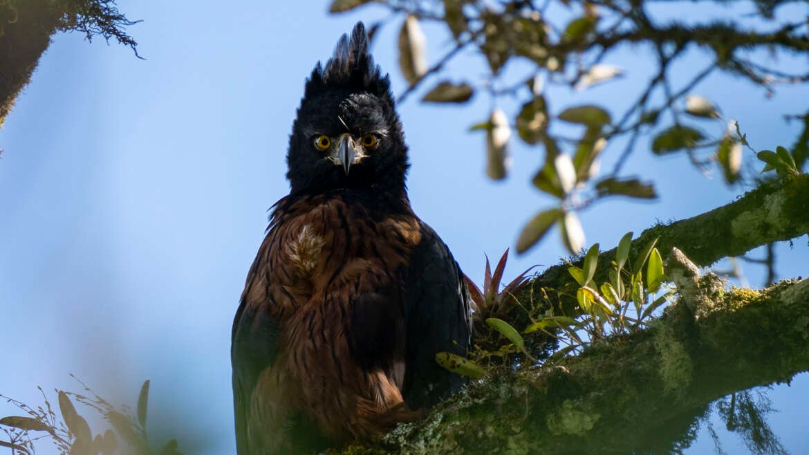 Plan de Conservación del Águila Andina: una apuesta por la biodiversidad y conservación Proyecto CEPF