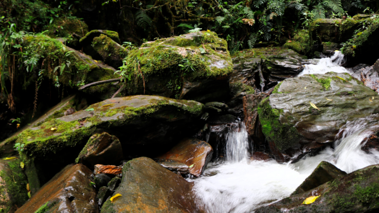 Acuerdos de Conservación para la protección de la biodiversidad y los servicios ecosistémicos en el cantón Limón Indanza Proyecto CEPF