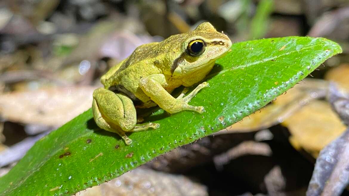 Segunda campaña de monitoreo de Pristimantis balionotus y Pristimantis pycnodermis, sector Peña Blanco, comunidad Sta.Teresita, cantón El Pan Proyecto CEPF